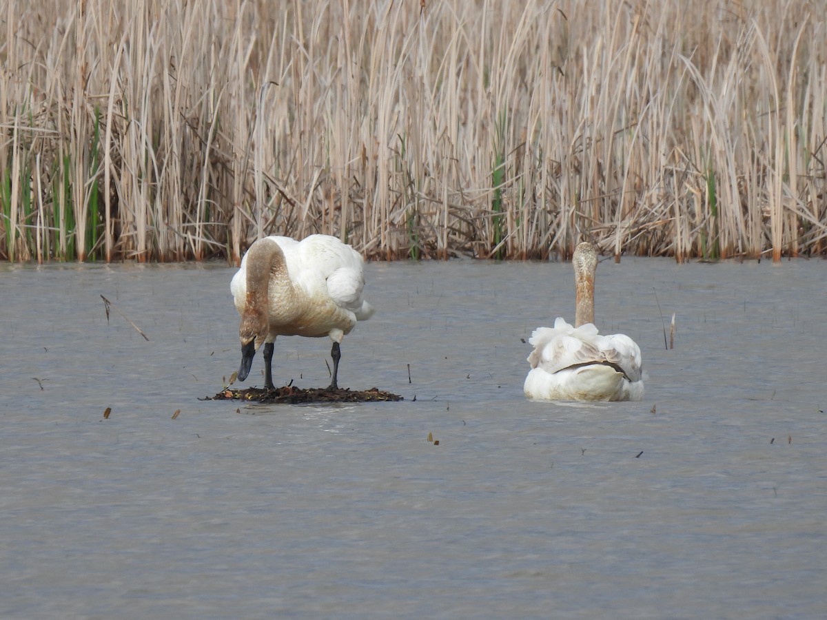 Trumpeter Swan - Nathan Wahler