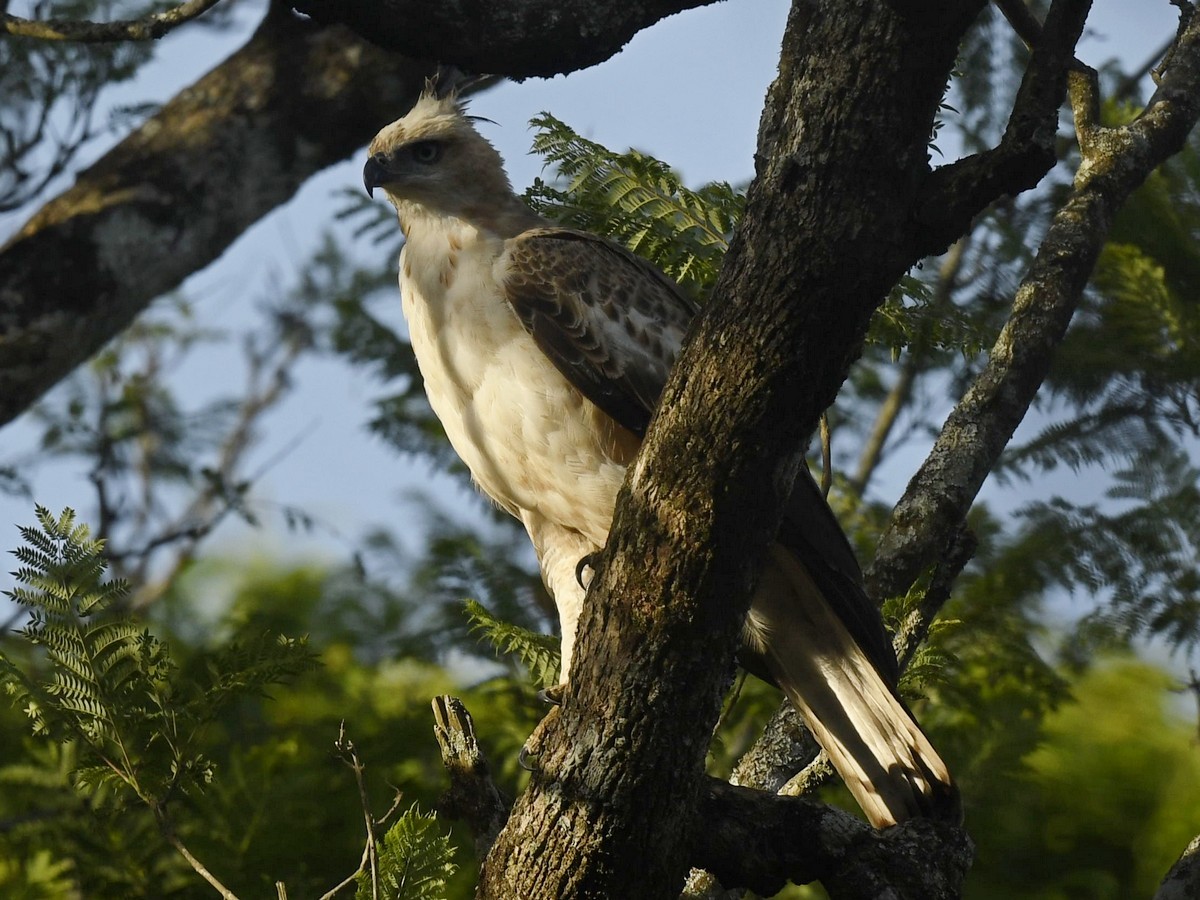 Changeable Hawk-Eagle - ML617553262