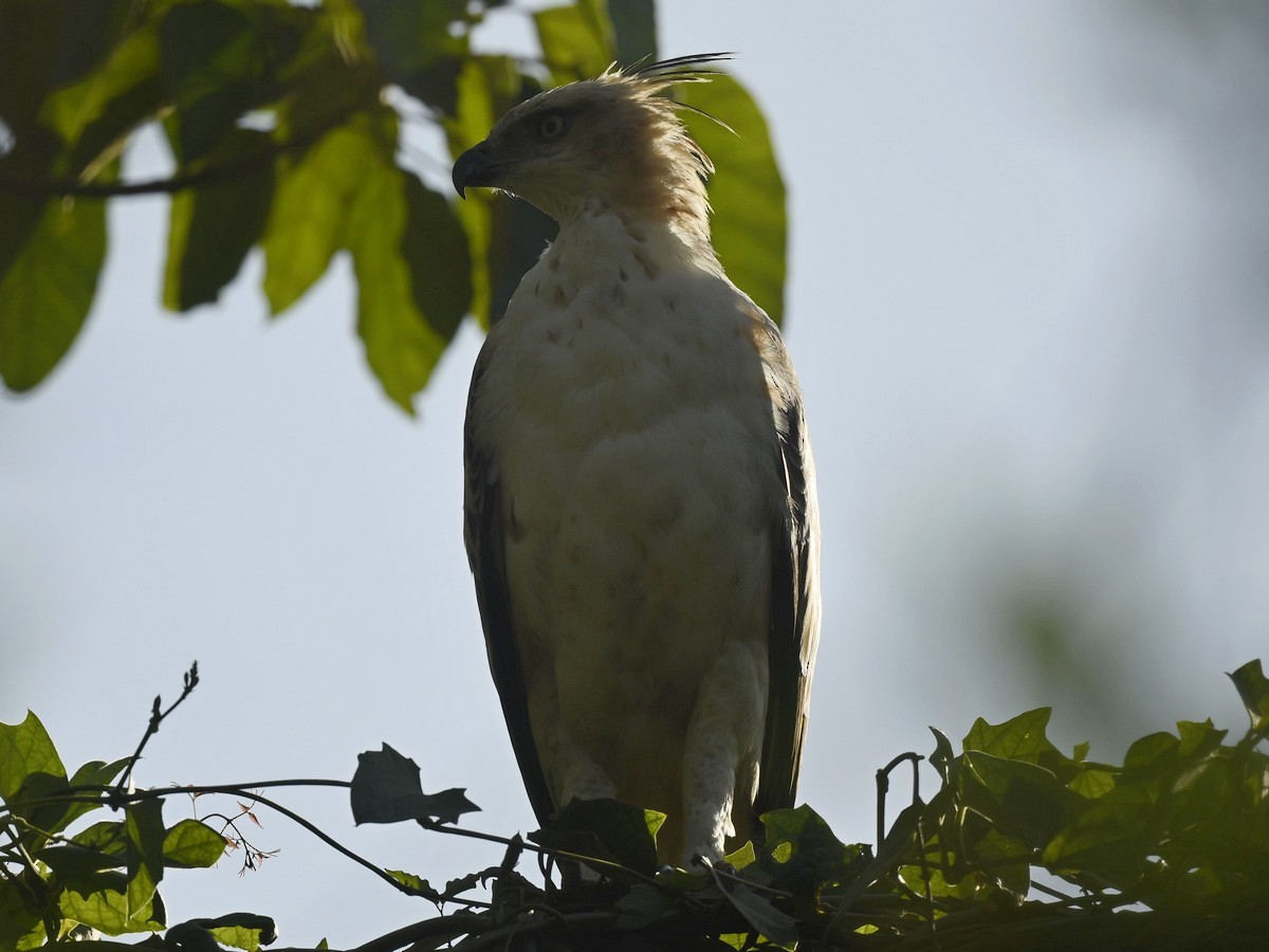 Águila Variable - ML617553287