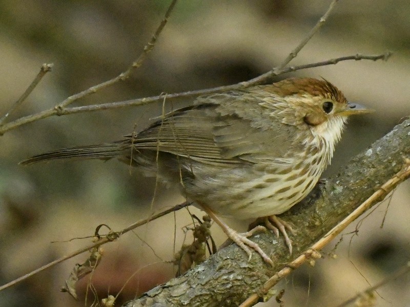 Puff-throated Babbler - ML617553289