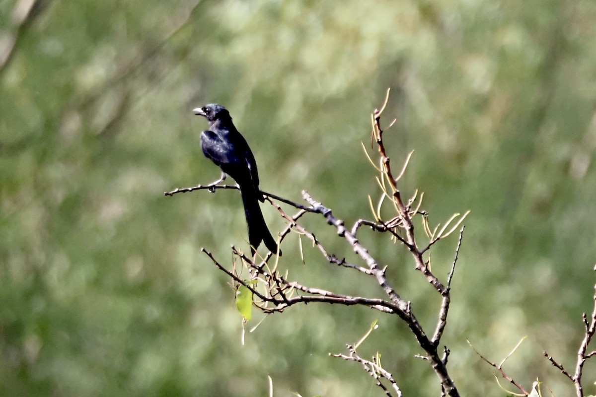 drongo černý - ML617553323