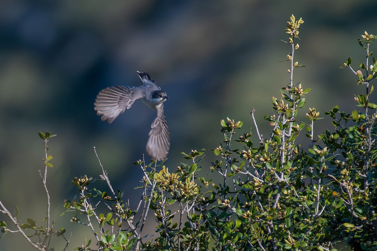 Eastern Orphean Warbler - Noam Shachak