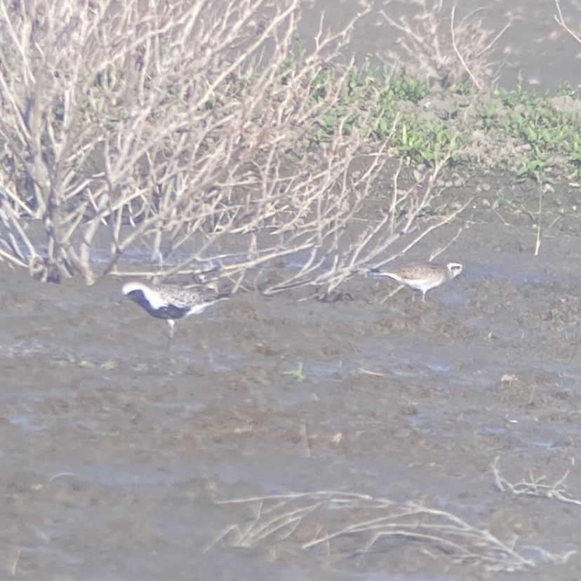 Pacific Golden-Plover - ML617553356