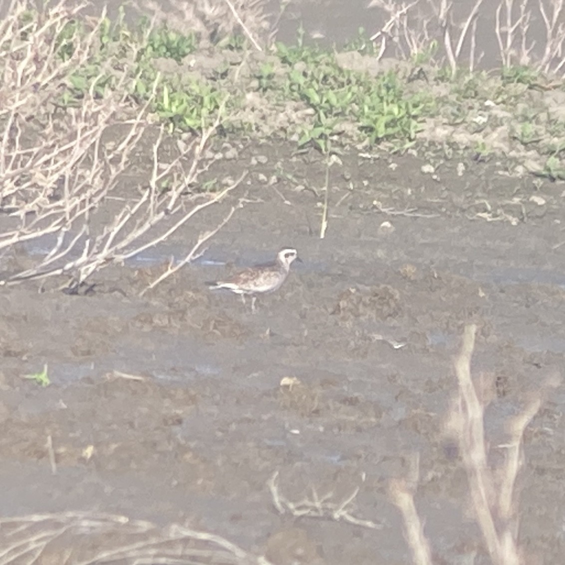 Pacific Golden-Plover - ML617553357