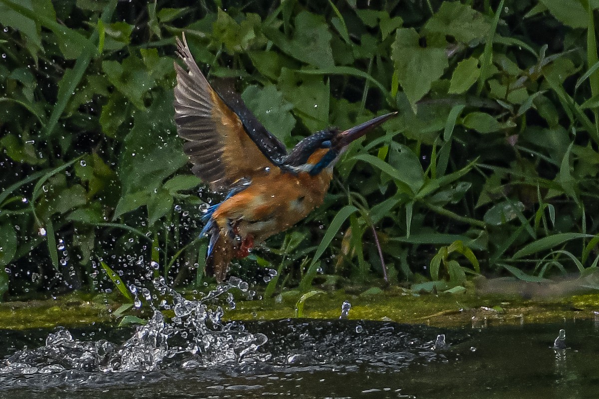 Common Kingfisher - Upamanyu Chakraborty