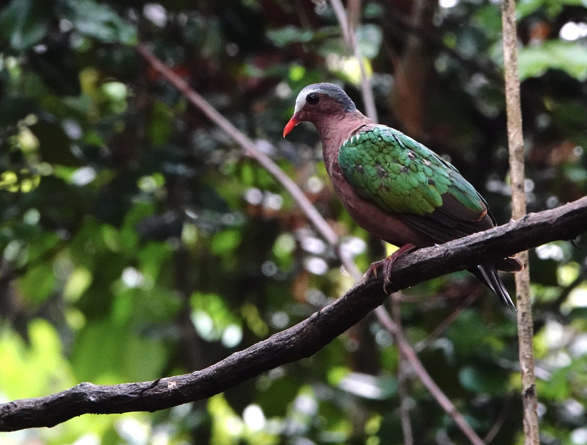 Asian Emerald Dove - David Diller