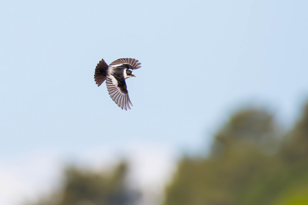 Collared Flycatcher - ML617553437