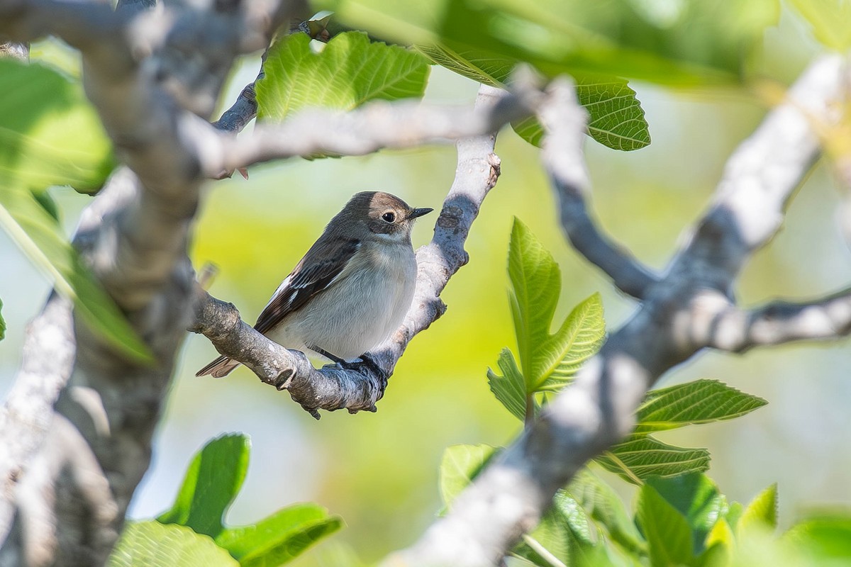 Collared Flycatcher - ML617553439