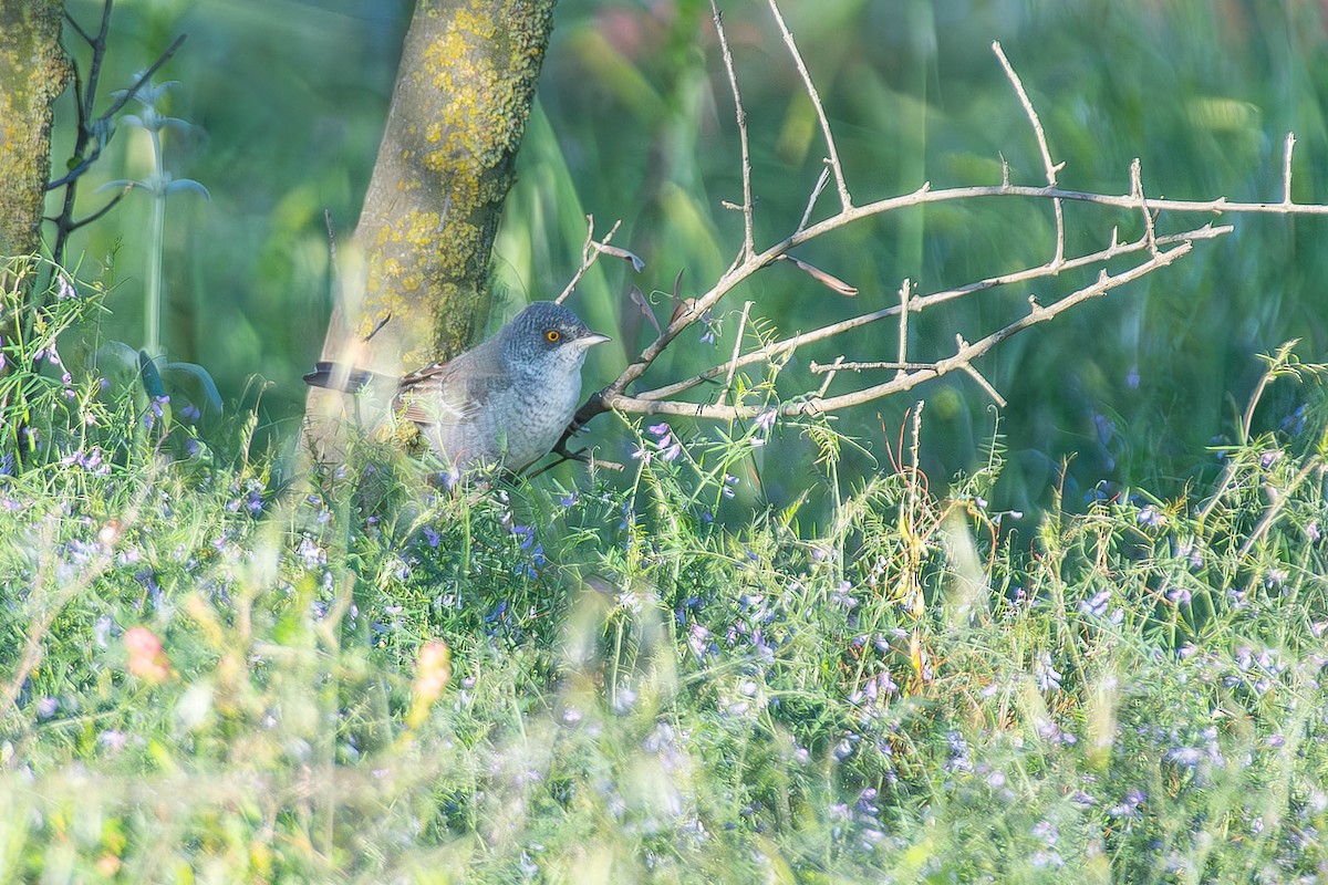 Barred Warbler - ML617553442