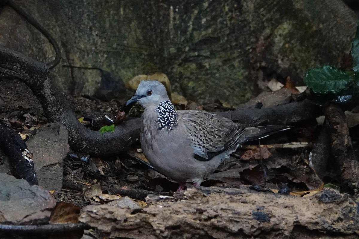 Spotted Dove (Eastern) - David Diller