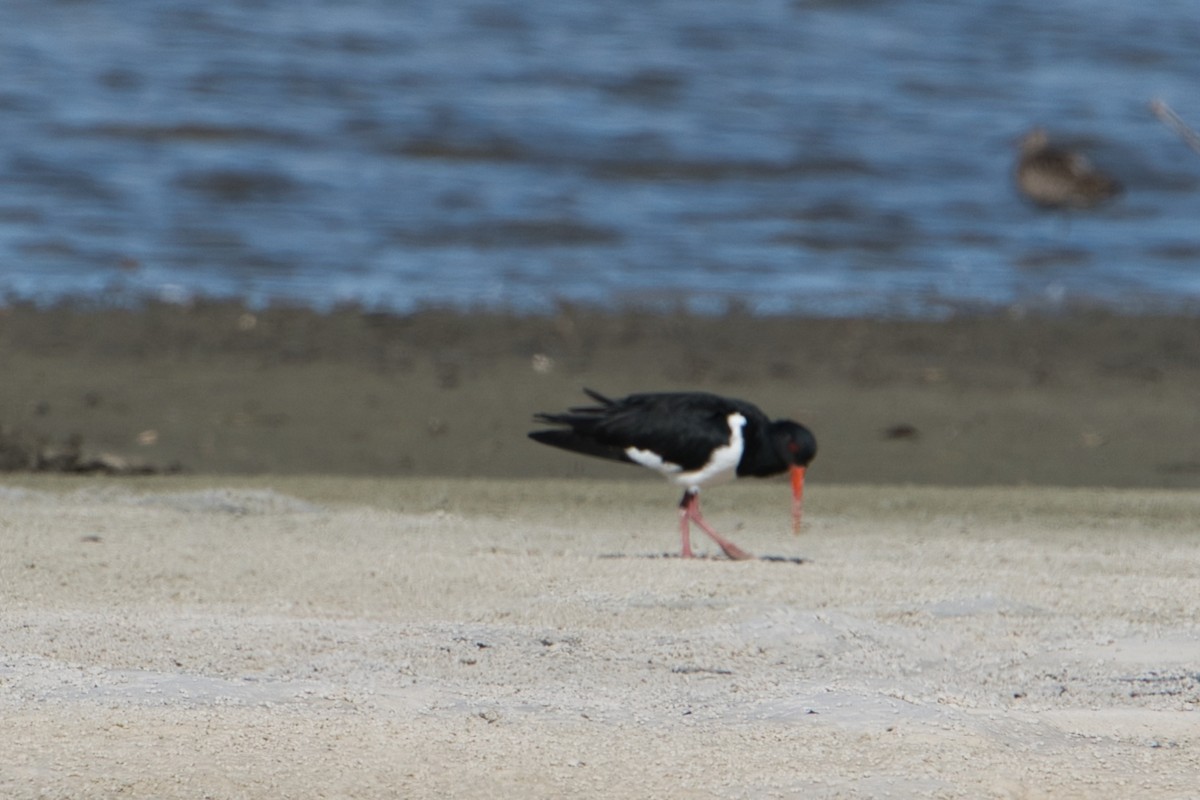 Pied Oystercatcher - ML617553454