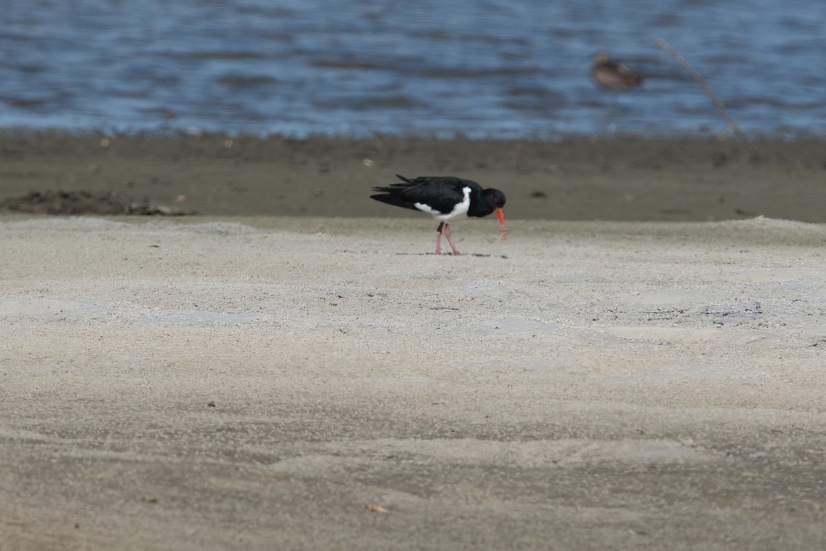 Pied Oystercatcher - ML617553455