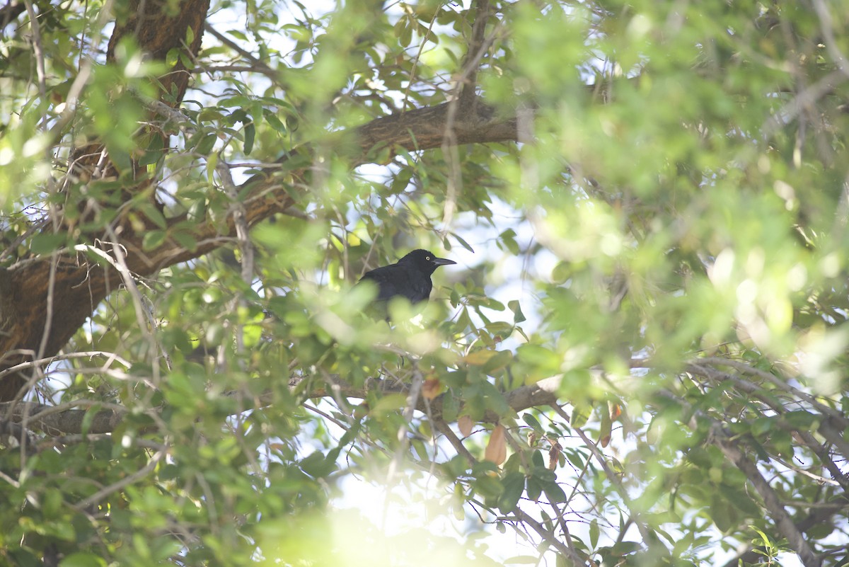 Great-tailed Grackle - Robert Carter