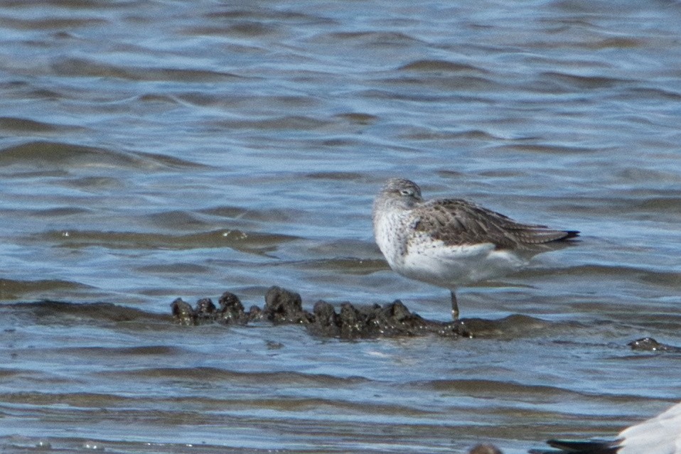 Common Greenshank - ML617553476