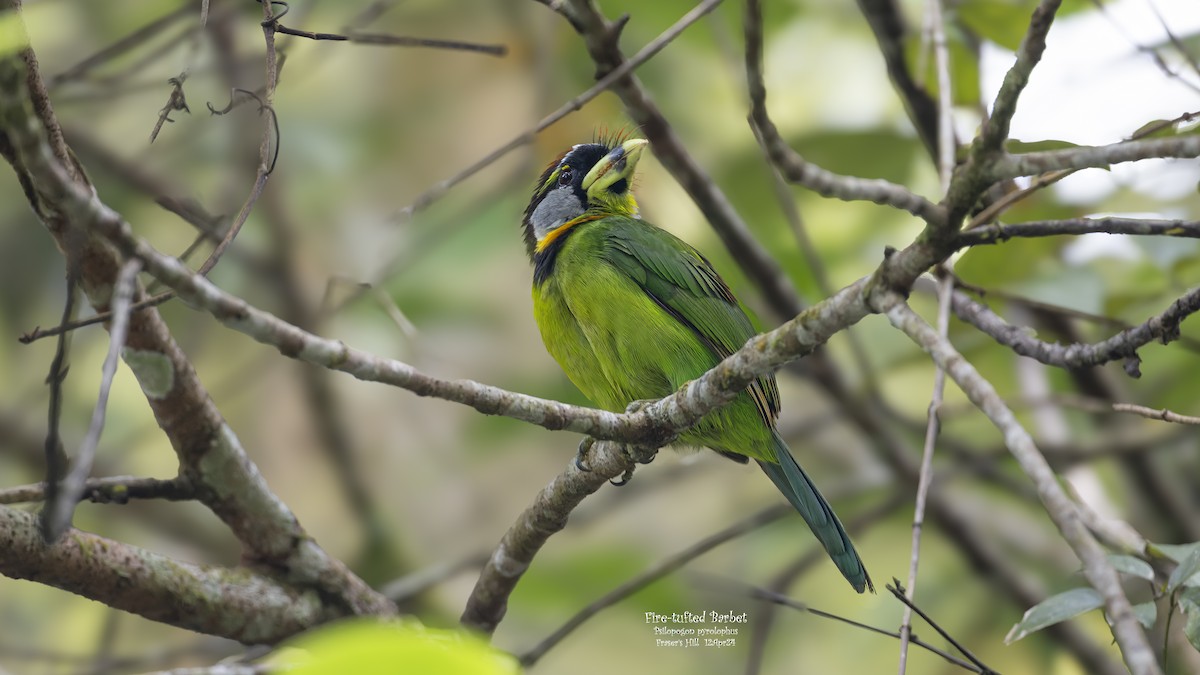 Fire-tufted Barbet - Kenneth Cheong