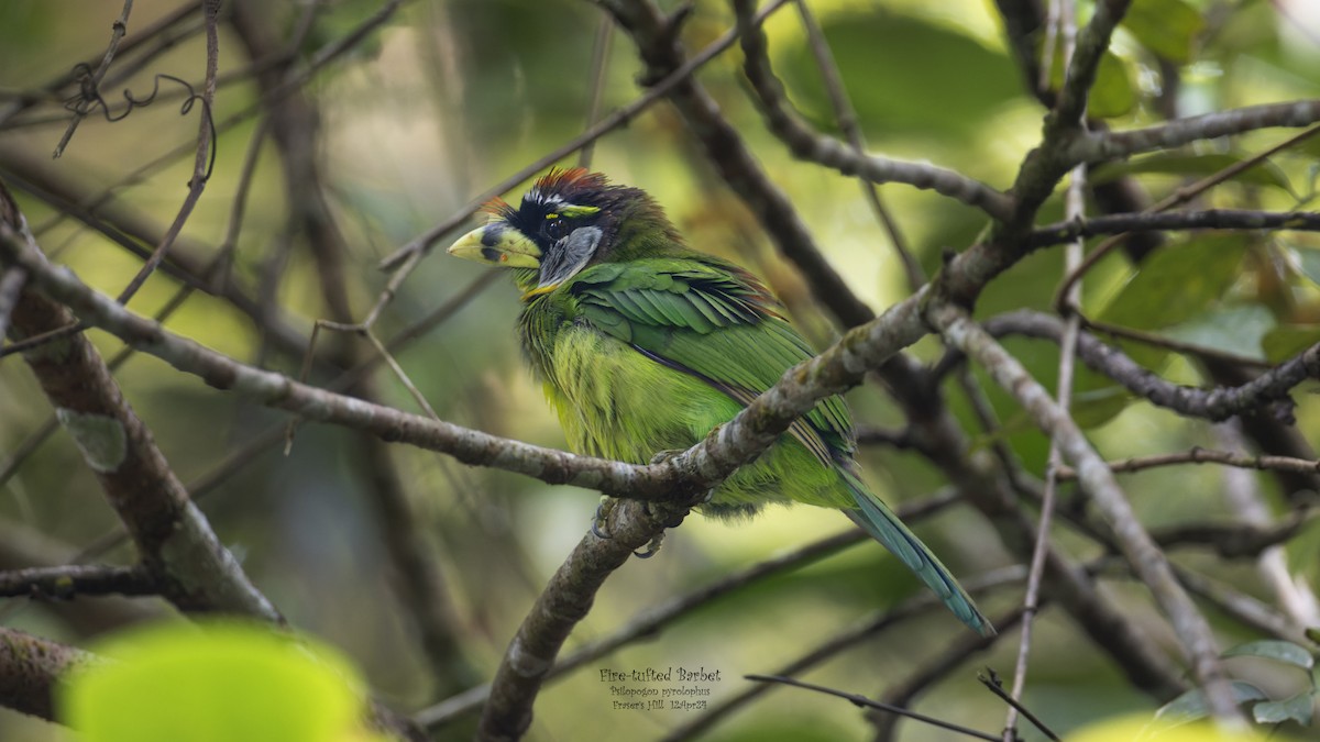 Fire-tufted Barbet - Kenneth Cheong