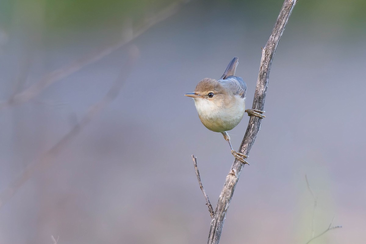 Common Reed Warbler - Noam Shachak