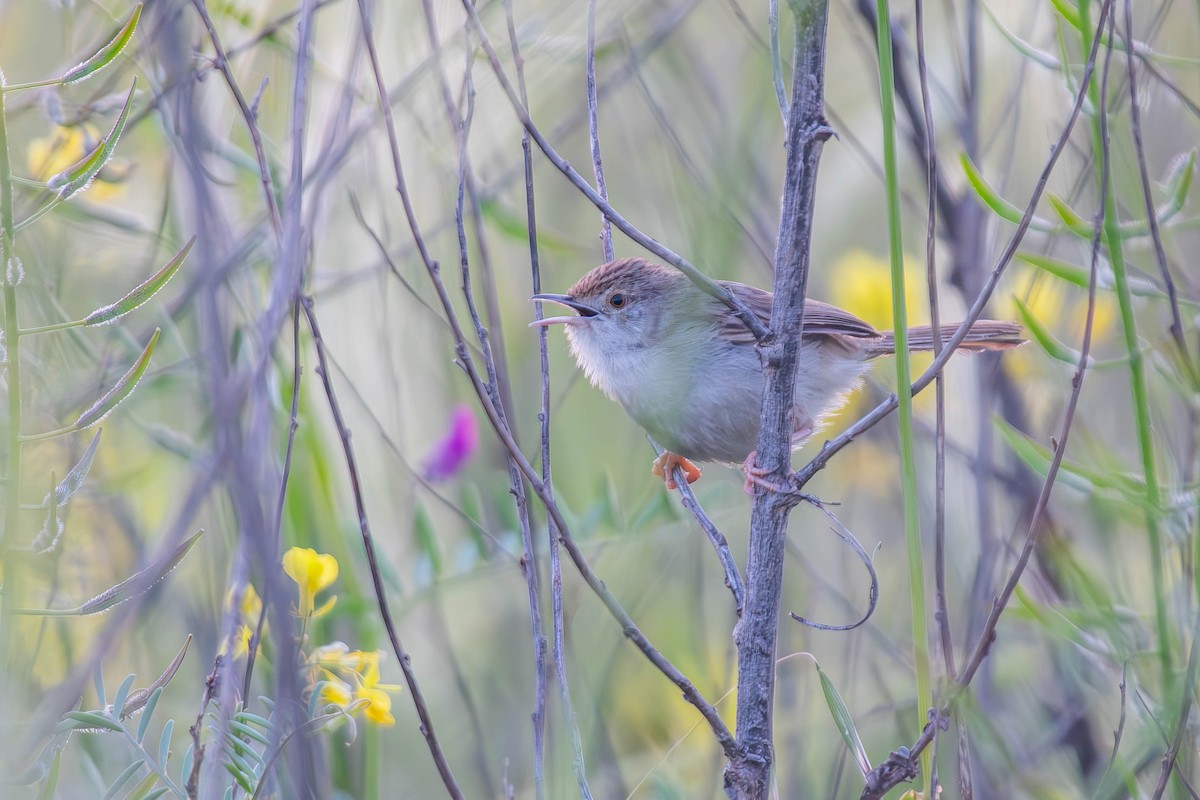 Prinia gracile - ML617553494