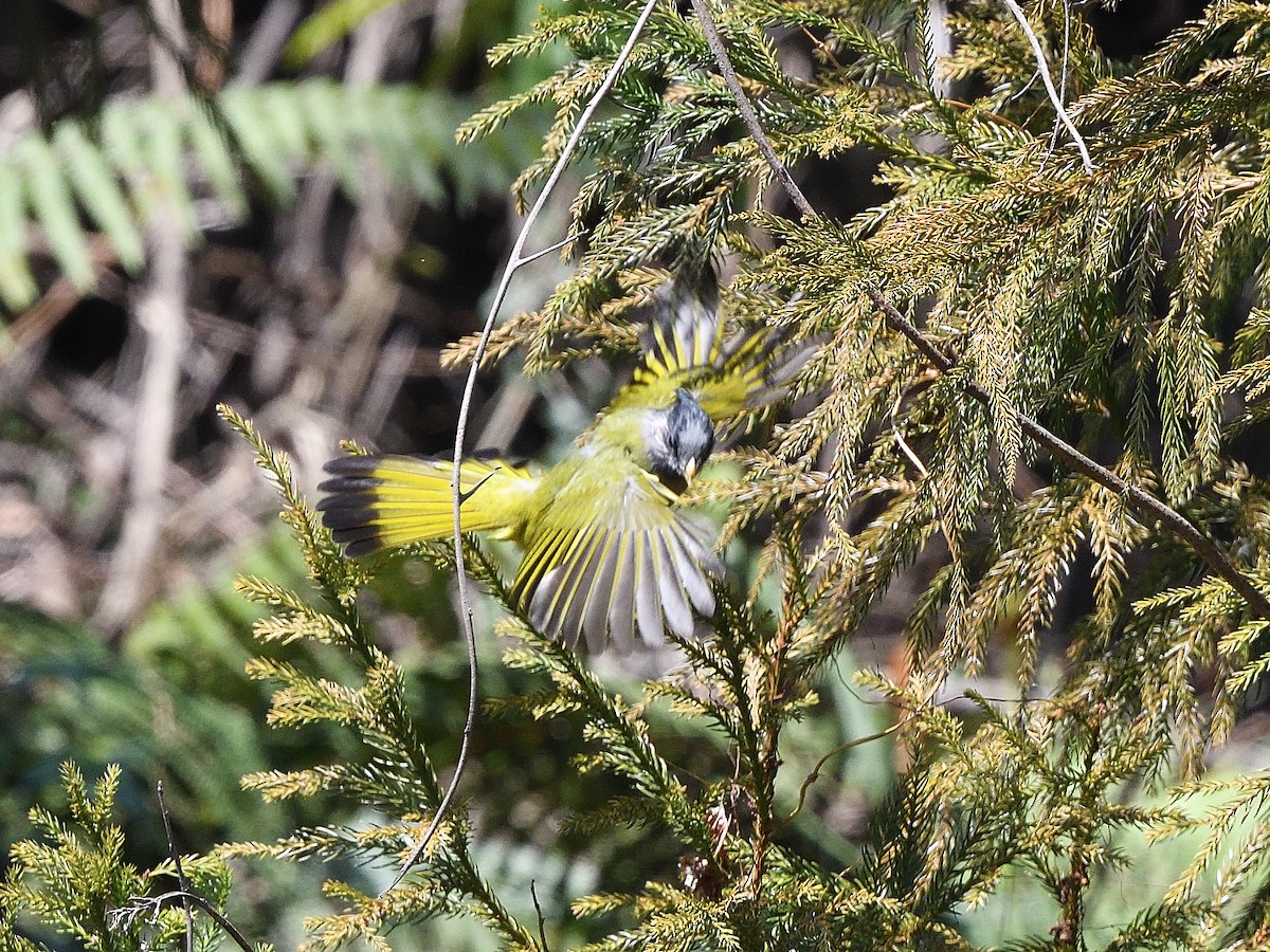 Crested Finchbill - ML617553502