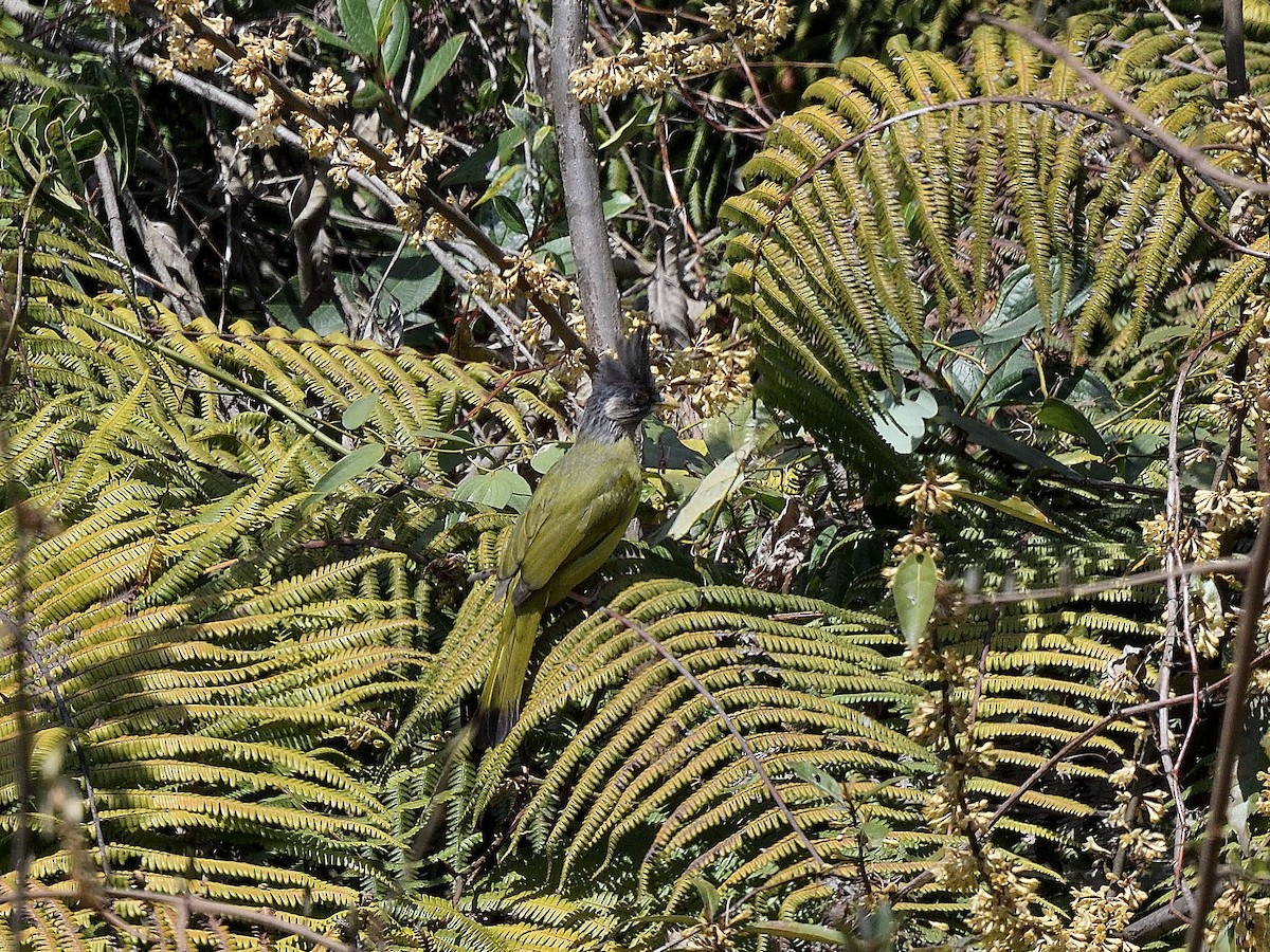 Crested Finchbill - ML617553503