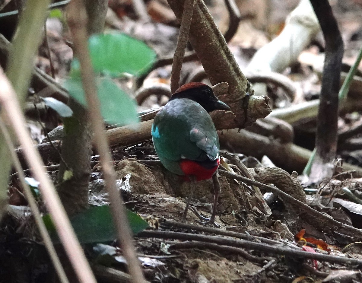 Western Hooded Pitta (Chestnut-crowned) - David Diller