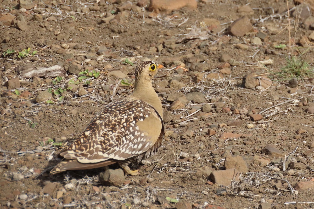 Double-banded Sandgrouse - ML617553508