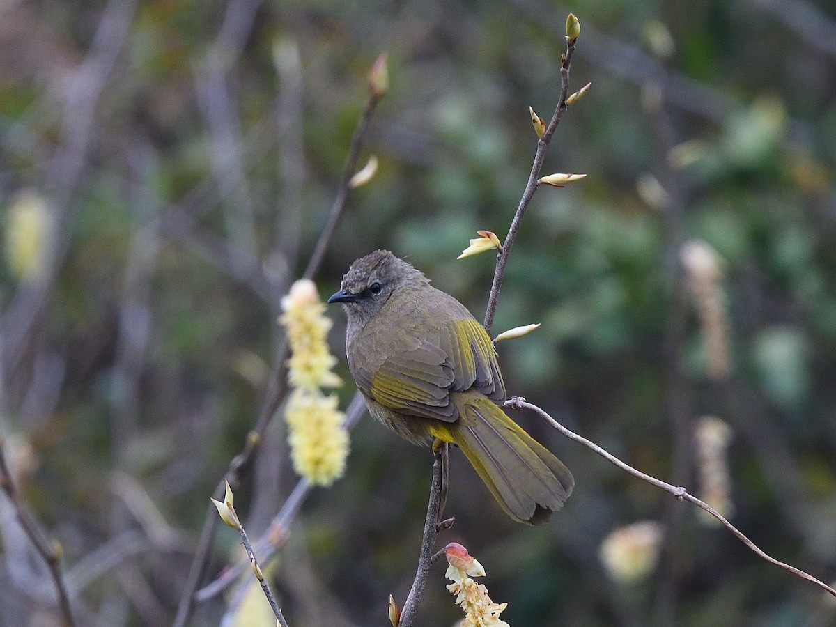 Flavescent Bulbul - ML617553513