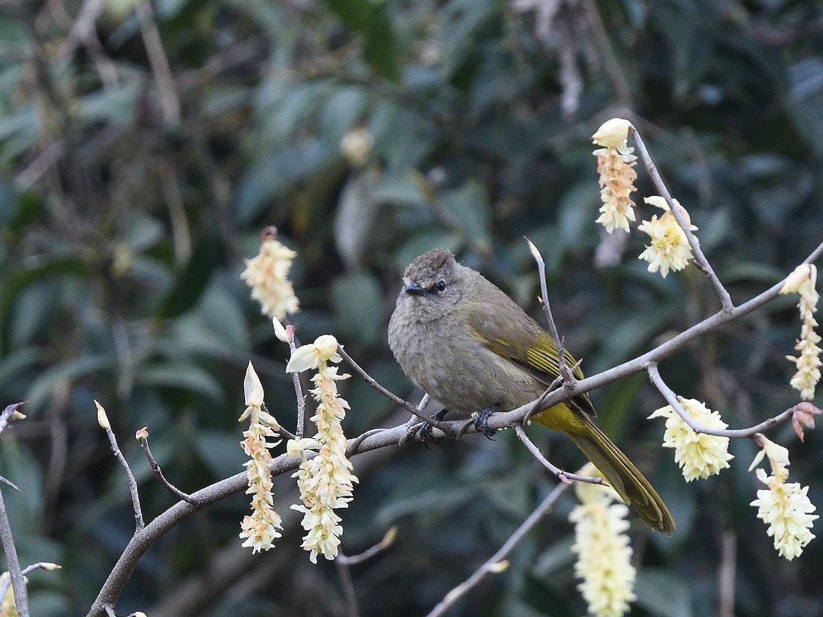 Flavescent Bulbul - ML617553514