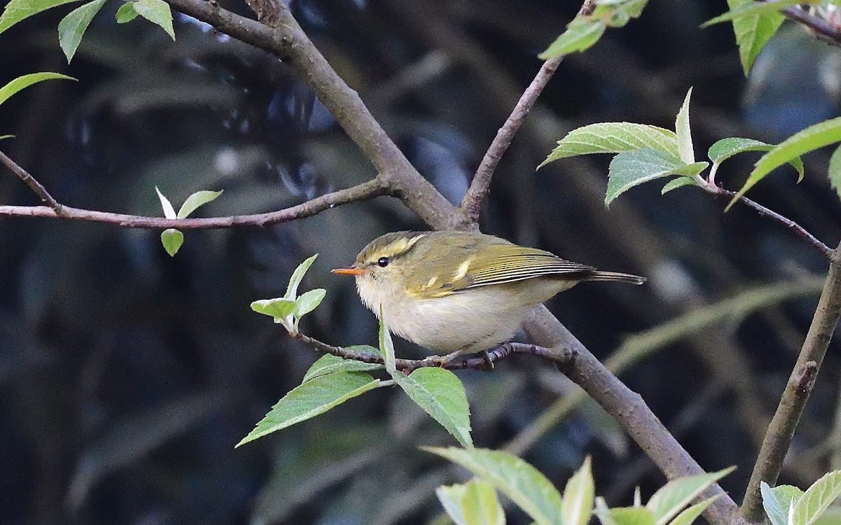 Blyth's Leaf Warbler - ML617553520