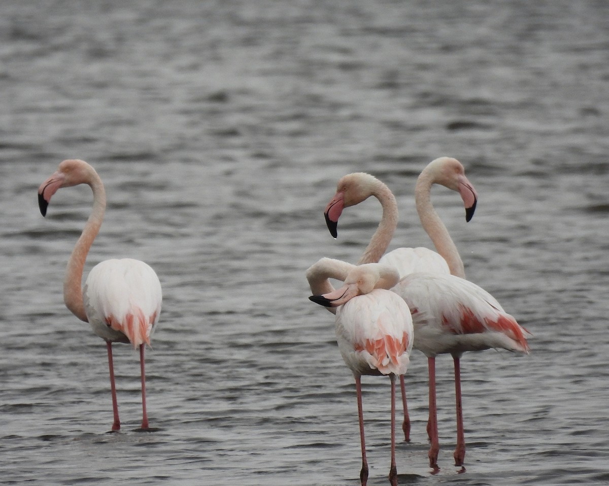 Greater Flamingo - ML617553524