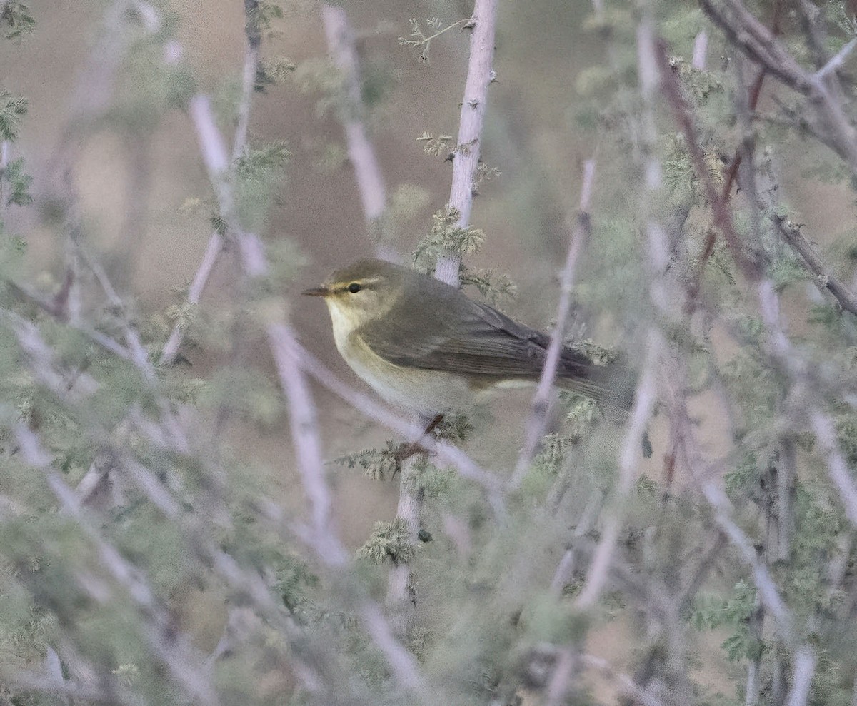 Willow Warbler - ML617553529