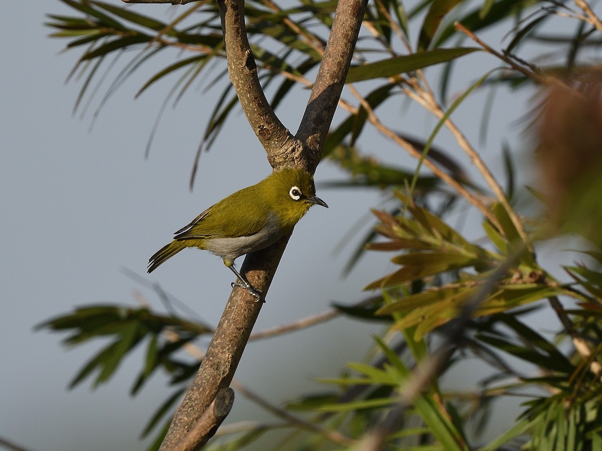 Indian White-eye - ML617553536