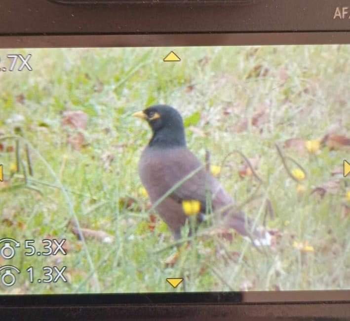 Common Myna - ML617553541