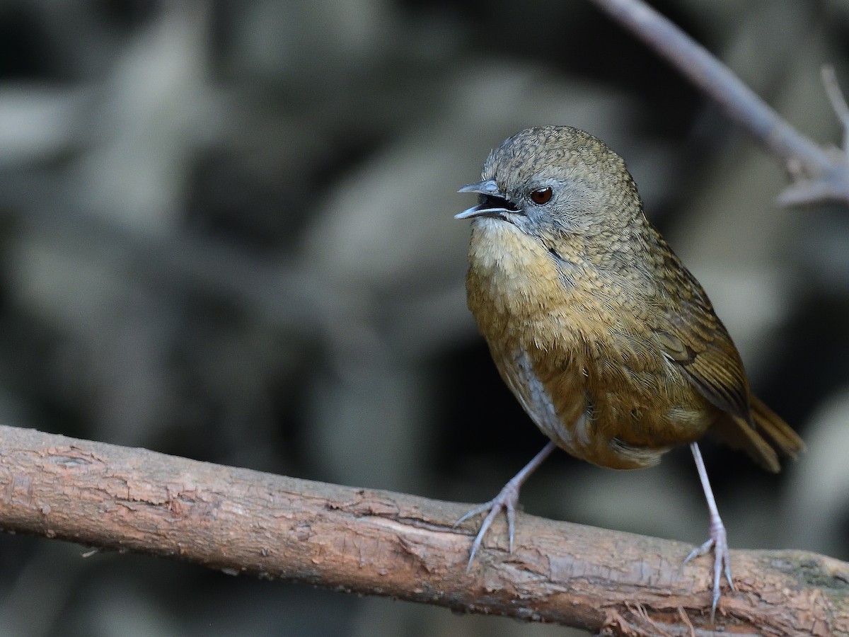 Tawny-breasted Wren-Babbler - Bhaskar Mandal