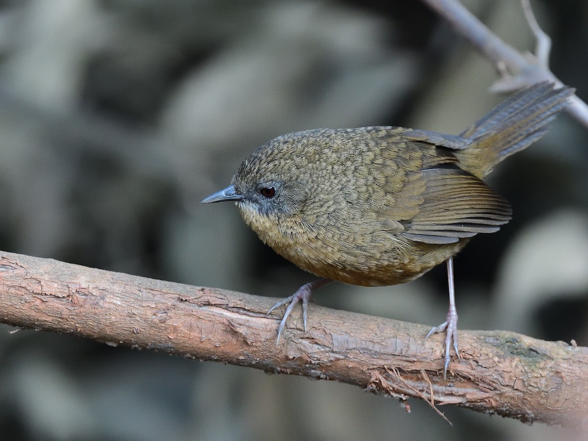 Tawny-breasted Wren-Babbler - ML617553543