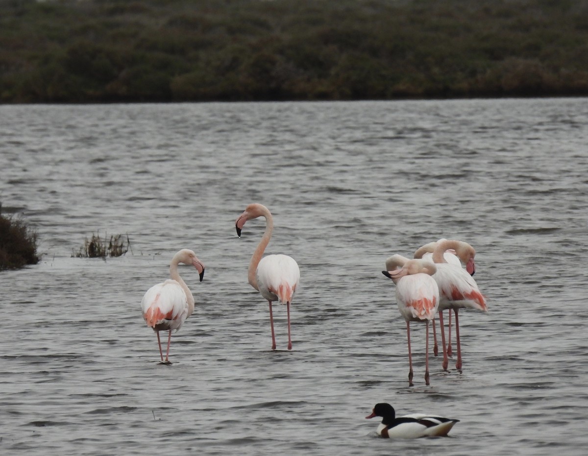 Greater Flamingo - ML617553550