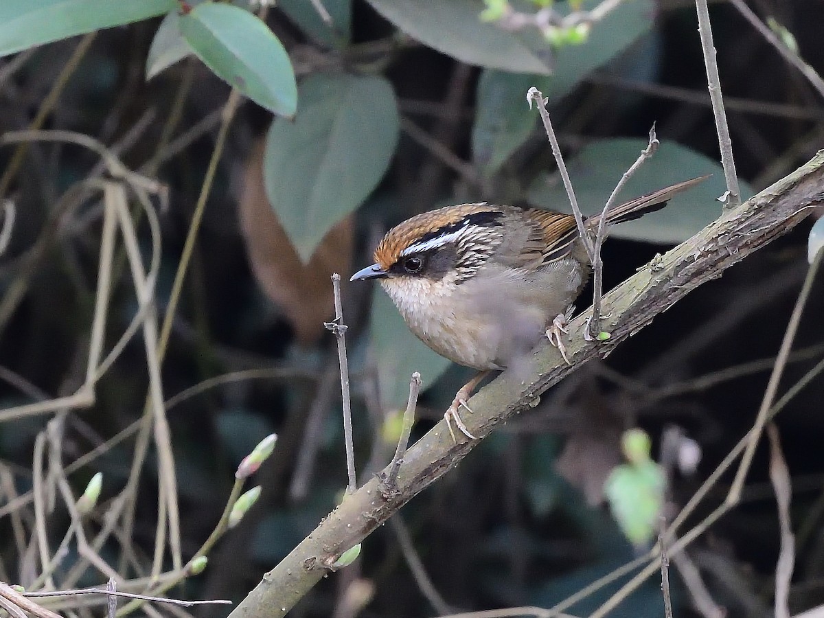 Rusty-capped Fulvetta - ML617553558