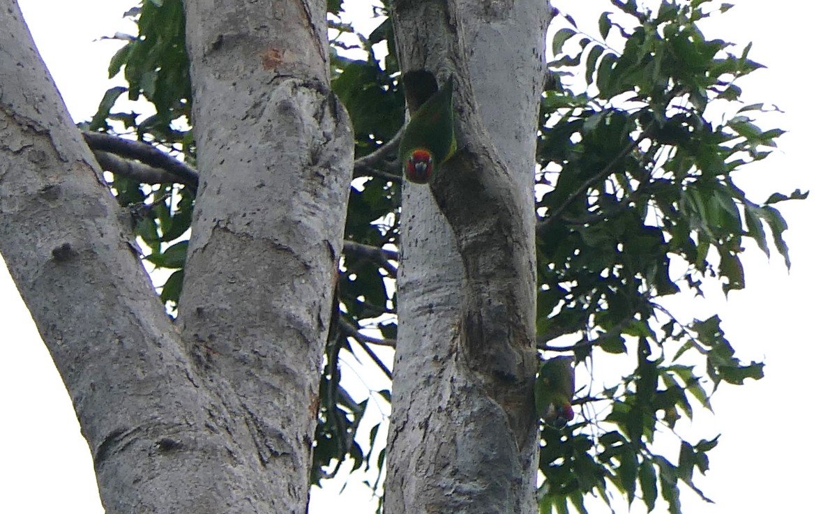 Double-eyed Fig-Parrot - ML617553565