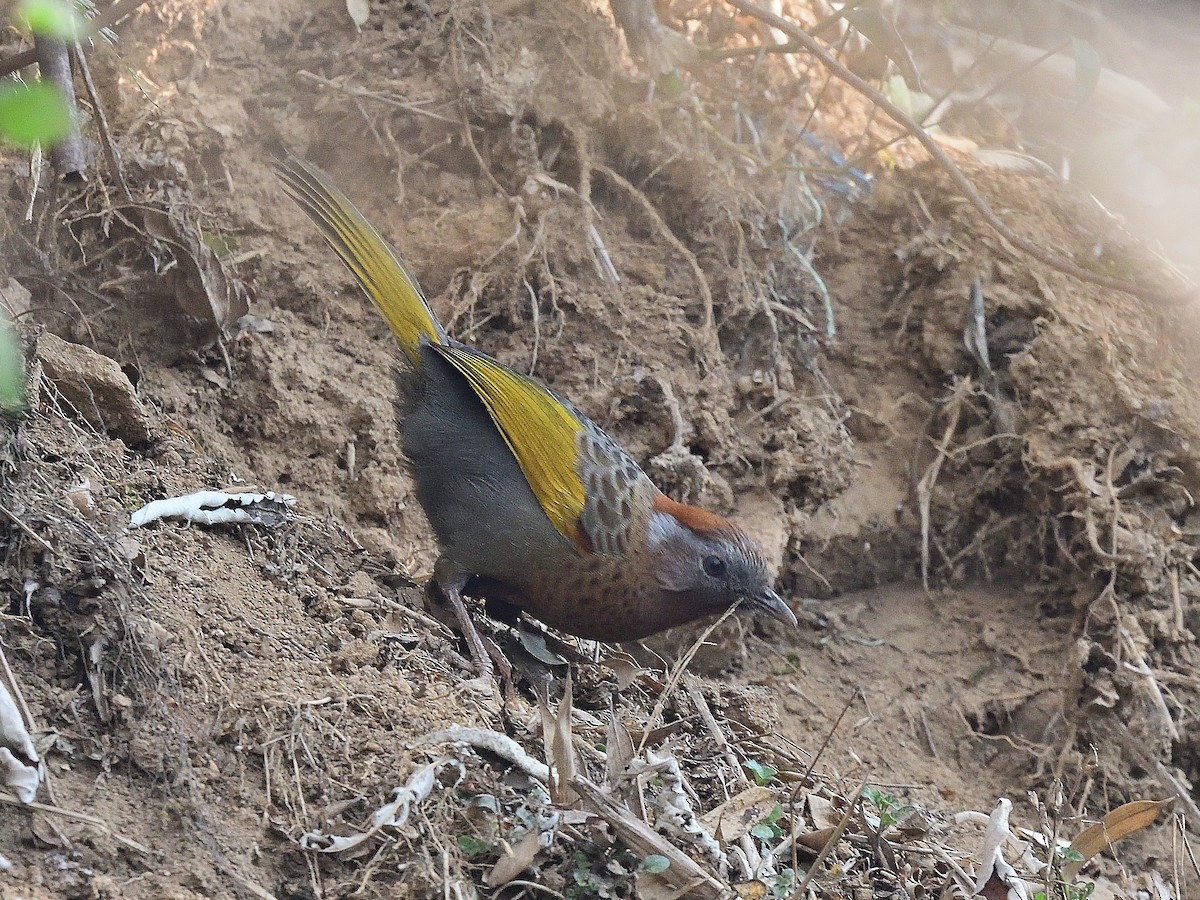 Assam Laughingthrush - ML617553576