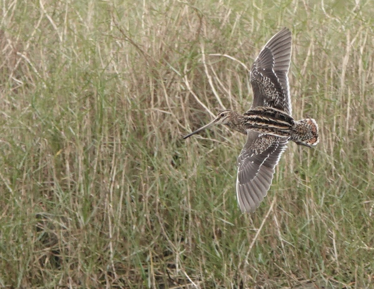 Common Snipe - ML617553607