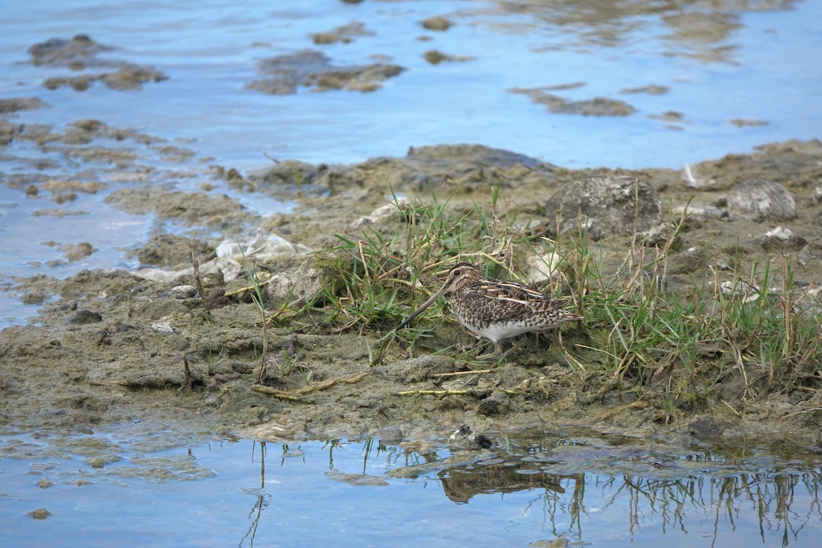 Common Snipe - ML617553609