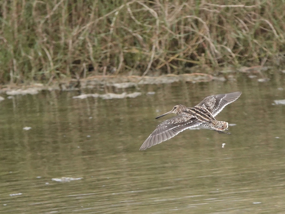 Common Snipe - ML617553611