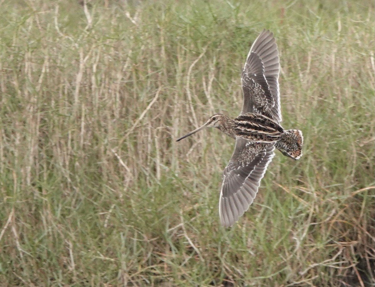 Common Snipe - ML617553612