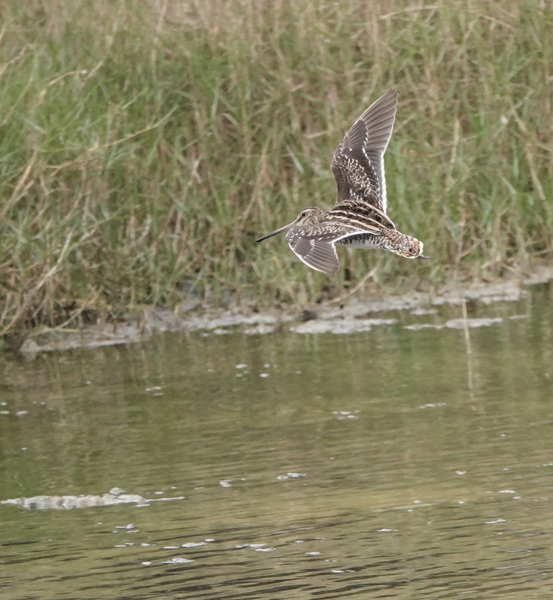 Common Snipe - ML617553613