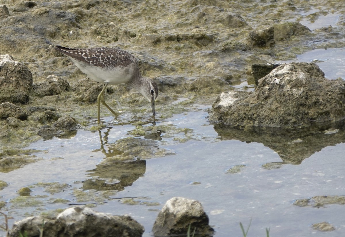 Wood Sandpiper - Martin Kennewell