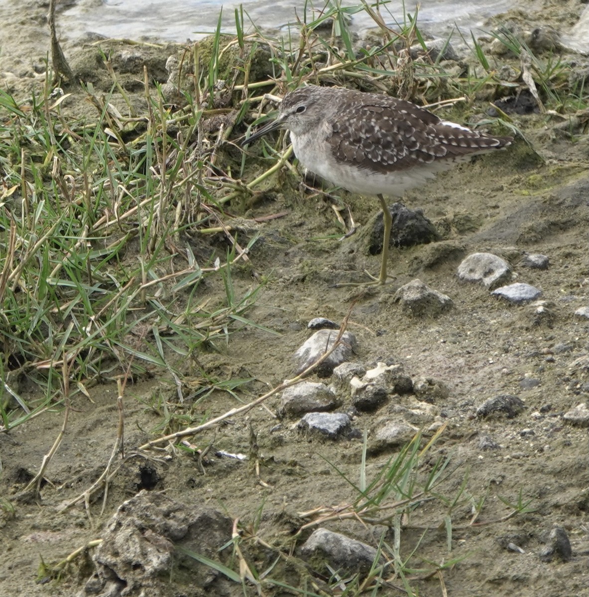 Wood Sandpiper - ML617553618