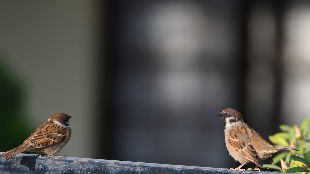 Eurasian Tree Sparrow - ML617553619