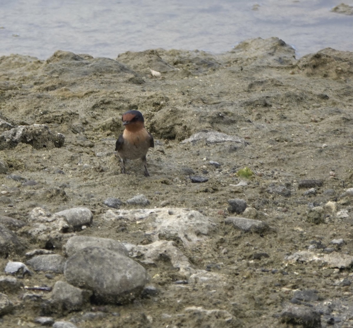 Pacific Swallow - ML617553621