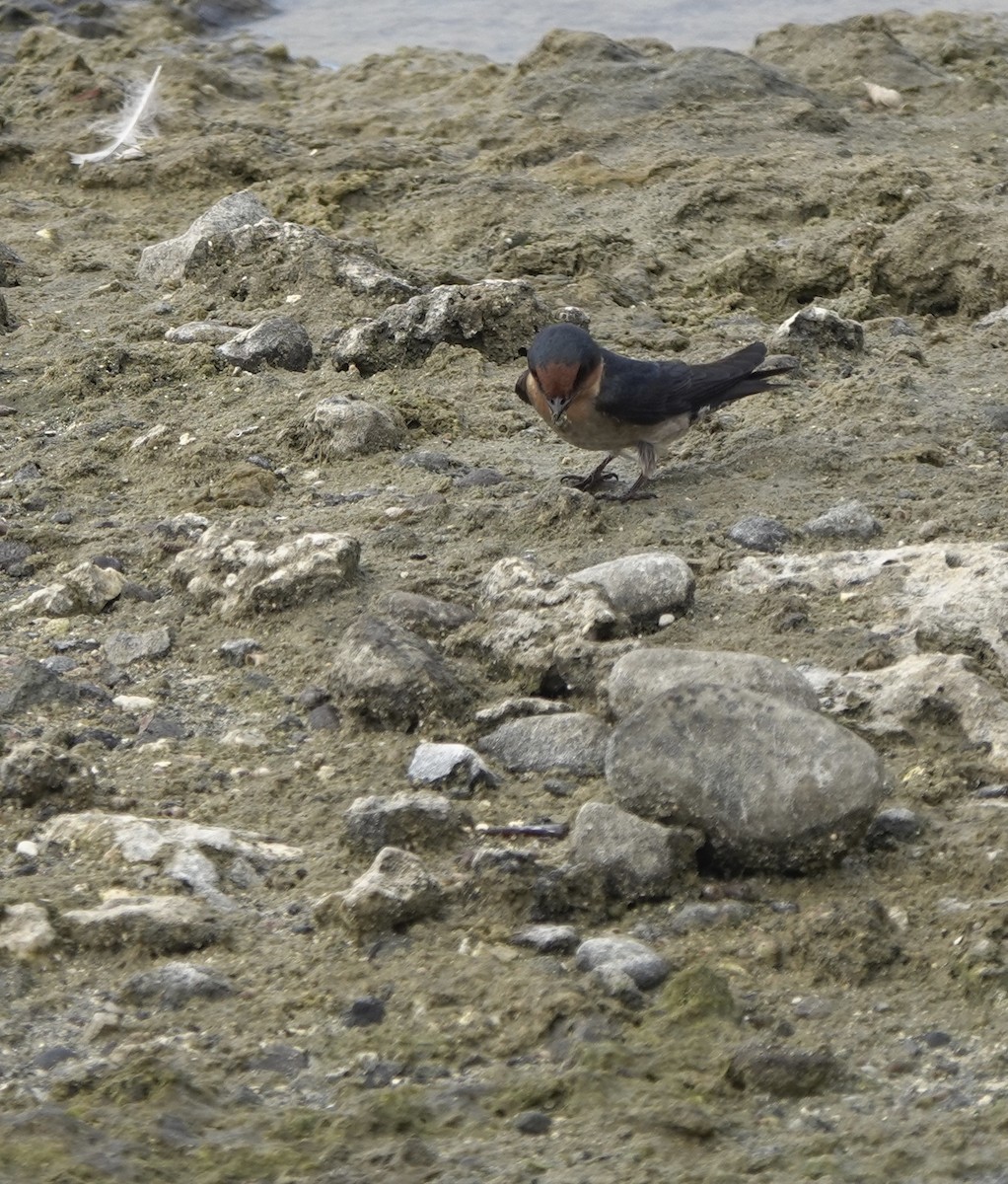 Pacific Swallow - ML617553622