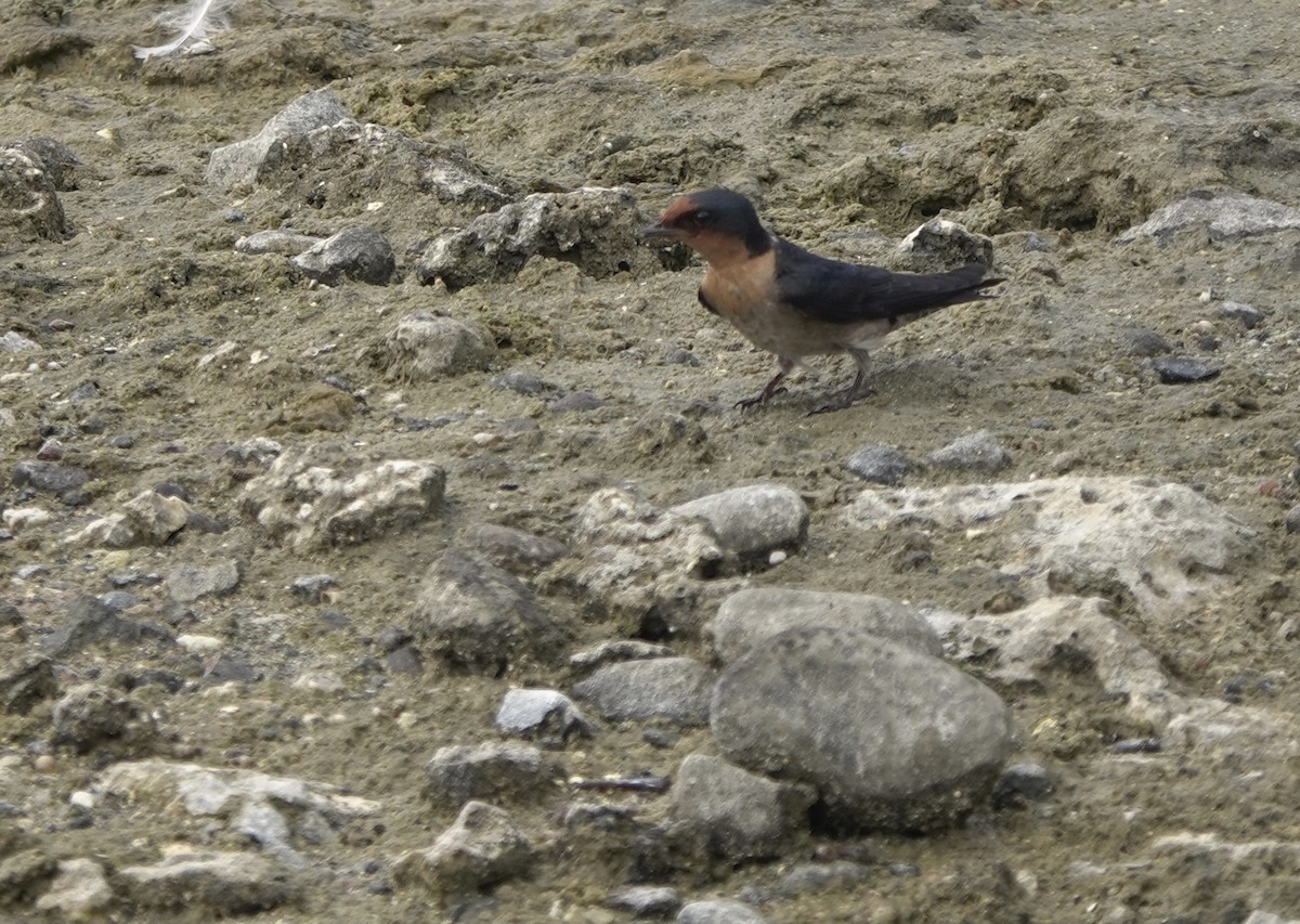 Pacific Swallow - ML617553623